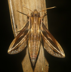 Xylophanes thyelia