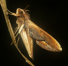 Xylophanes thyelia