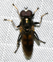 Chalcosyrphus nemorum