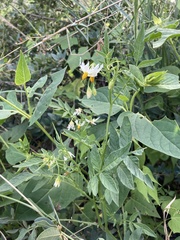 Solanum jamesii
