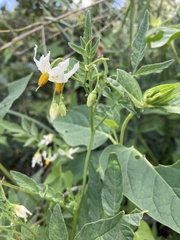 Solanum jamesii