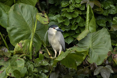 Nycticorax nycticorax