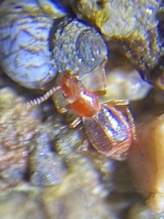 Endeodes sonorensis