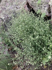 Halimolobos diffusus