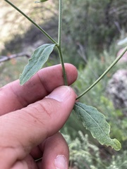 Halimolobos diffusus