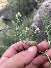 Halimolobos diffusus