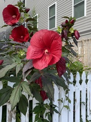 Hibiscus