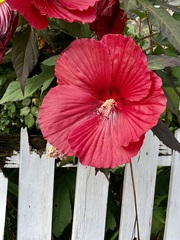 Hibiscus