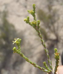 Diosma prama
