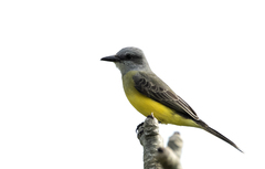 Tyrannus melancholicus