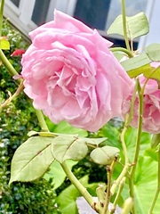 Rosa