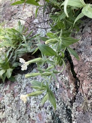 Silene wrightii