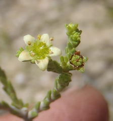 Diosma prama