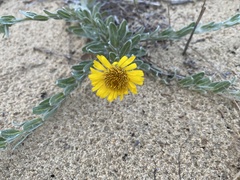 Chrysopsis gossypina