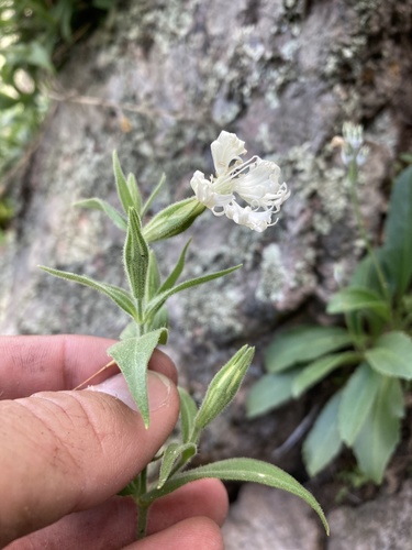 Wright's catchfly (Silene wrightii)