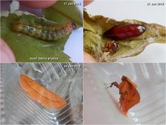 Thyrididae