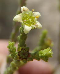 Diosma prama