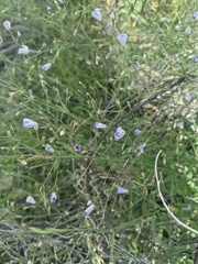 Evolvulus arizonicus