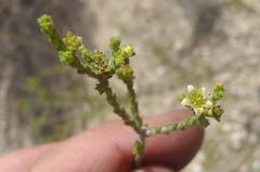 Diosma prama