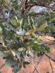 Quercus × eplingii