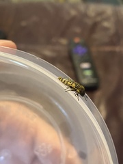Acmaeodera decipiens