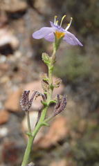 Chaenostoma subnudum