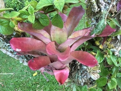 Neoregelia