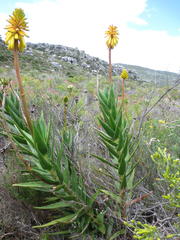 Aloiampelos commixta