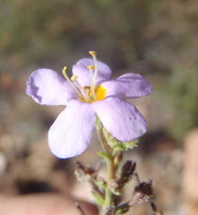 Chaenostoma subnudum