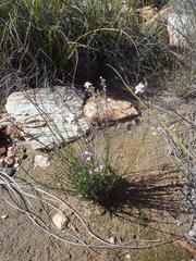 Chaenostoma subnudum