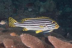 Plectorhinchus vittatus