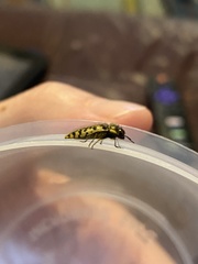 Acmaeodera decipiens