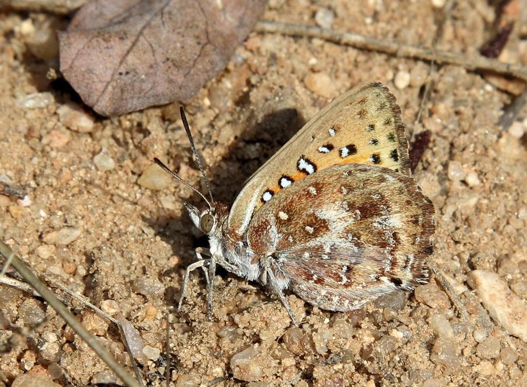 Damara Russet