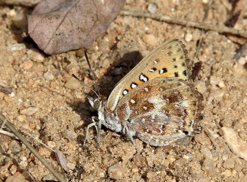 Damara Russet