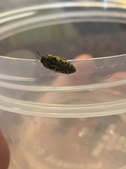 Acmaeodera decipiens