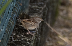 Ammodramus humeralis