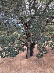 Quercus × eplingii