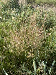 Lepidium apetalum