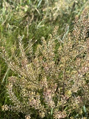 Lepidium apetalum