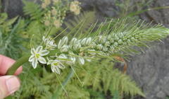 Albuca bracteata
