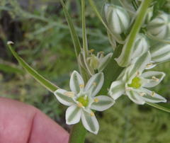 Albuca bracteata