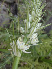 Albuca bracteata