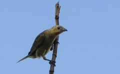 Thraupis palmarum