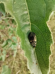 Acmaeodera flavopicta