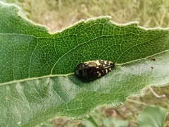 Acmaeodera flavopicta