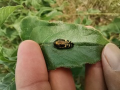 Acmaeodera flavopicta