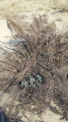 Artemisia campestris caudata