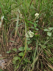 Hylotelephium maximum