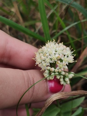 Hylotelephium maximum