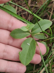 Hylotelephium maximum